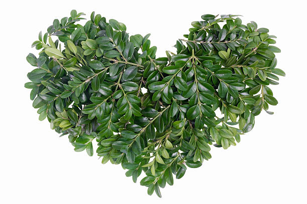 istock Christmas green heart concept isolated 150950882