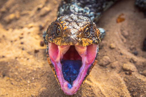 Close up of aggressive Blue Tongue lizard with open mouth. Photographed in Western Australia desert.