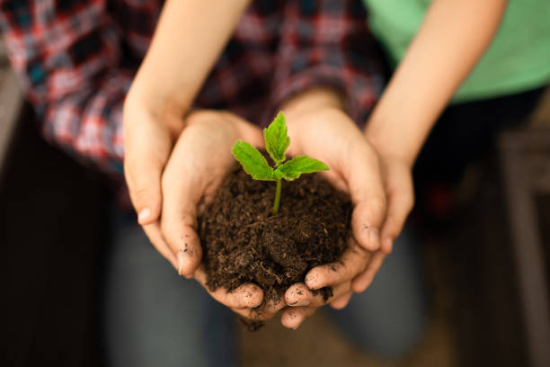 istock Father child holding young plant seedling tree in hands 1509522069