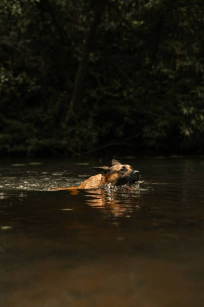 istock Doggy Splashing in Water 1509524226
