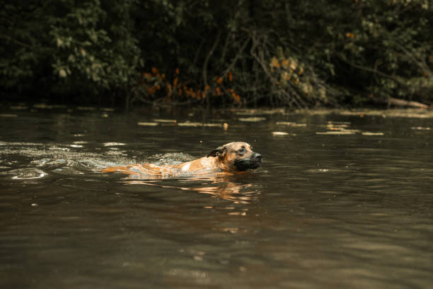 istock Doggy Splashing in Water 1509525811