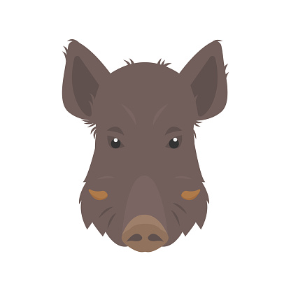 Boar or wild pig head. Brown Boar forest animal face. Flat vector icon illustration isolated on white background.