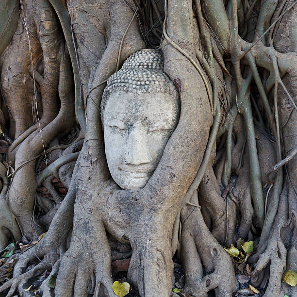 istock Head of Sandstone Buddha in Tree Roots at Wat Mahathat 150953883