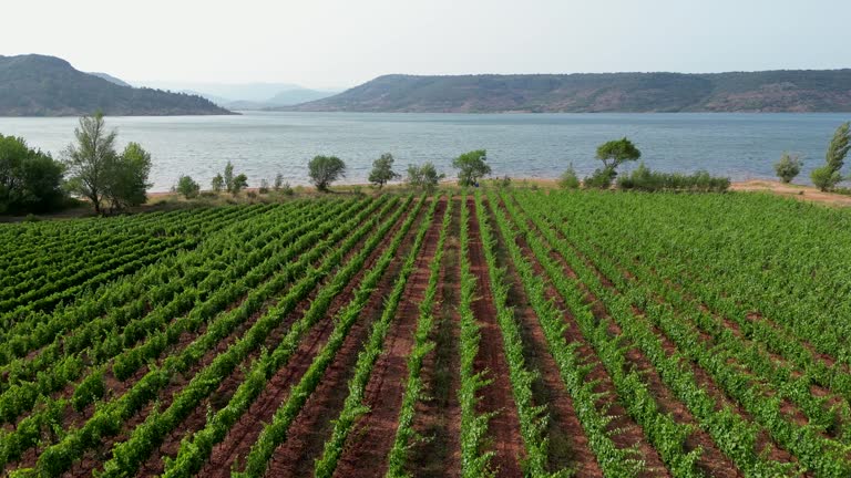 Flying over Vineyard and Lac du Salagou, Herault, Occitanie, France