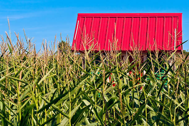 Red Roof in a Corn Field stock photo