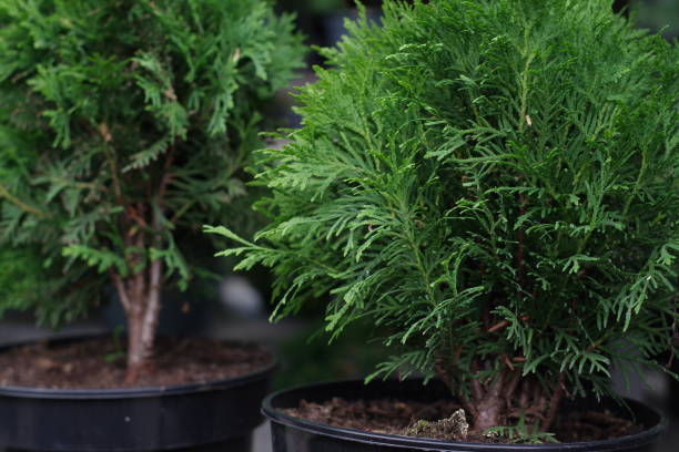 istock Oriental Arborvitae. Young trees Thuja  Danica in flowerpots 1509549431
