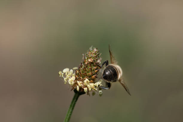 istock a small hoverfly sits on a wildflower. The fly is seen from behind, with wings outstretched. The fly says goodbye to the viewer. 1509552036