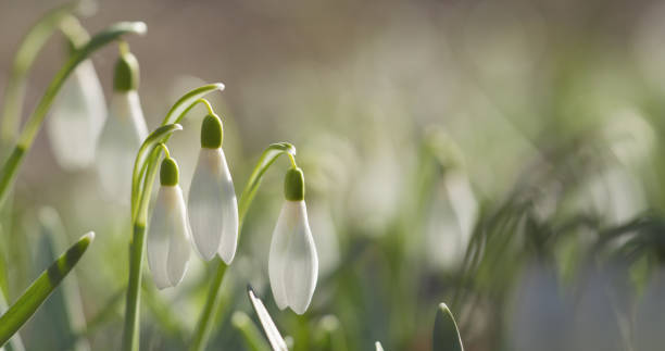 istock white snowdrops in sunny spring morning closeup 1509554826