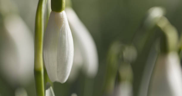 istock white snowdrops in sunny spring morning closeup 1509556450
