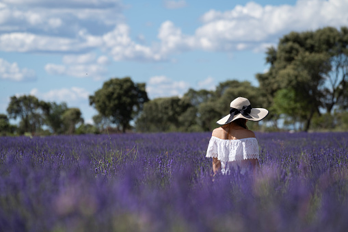 Back young woman in white dress with white hat enjoying summer in Purple Cutter Flowers field at sunlight in flowers village, Brihuega - Spain