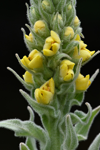 Close-up of common mullein's small yellow flowers and buds on dark background of river water (vertical). A fuzzy plant introduced to North America from Europe. Most consider it a weed, but it has attractive features, notably its lamb's-ear-like leaves. Reminiscent of a cornstalk, it grows several feet tall. A single plant produces thousands of seeds. Taken on a Connecticut roadside in June.
