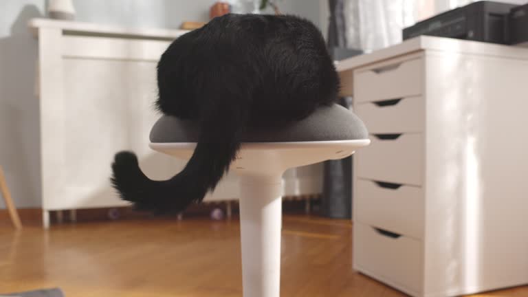 The Black Cat Likes To Spin In The Chair