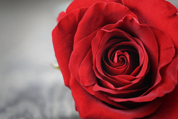 istock single dark red rose on wood background 1509582803