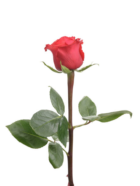 istock fresh red rose isolated over white background 1509584340