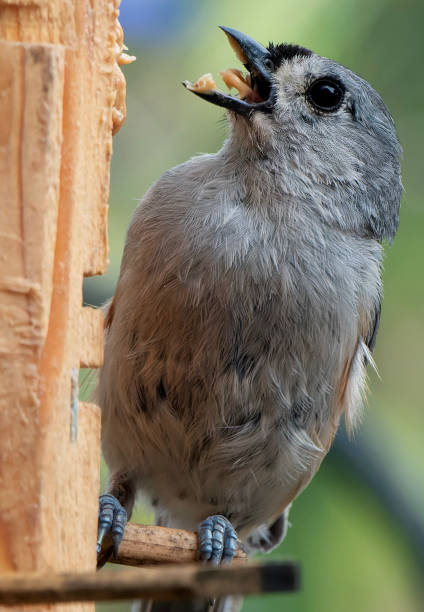 istock A Tufted Titmouse on a wooden birdfeeder 1509593976