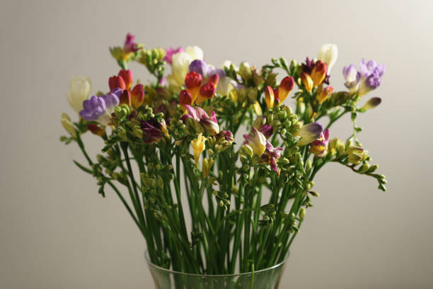 istock different colors freesia flowers blossom 1509599349