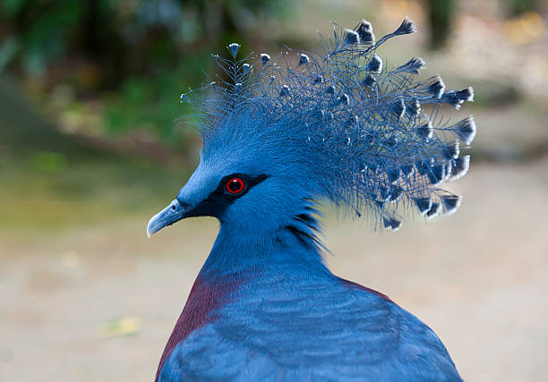 istock Victoria Crowned Pigeon 150960056