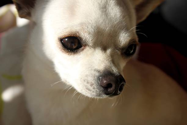 istock Chico the chihuahua 1509613986
