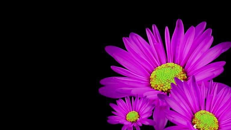 Purple aster flowers reveal on black background