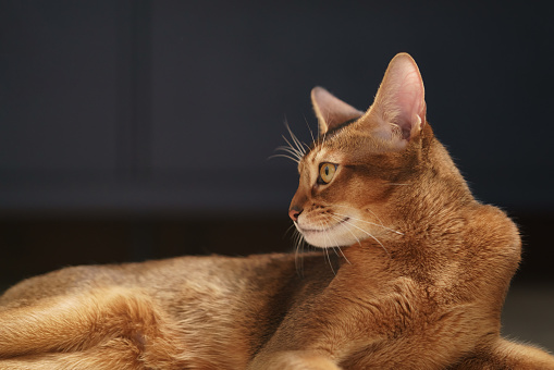 young abyssinian cat sitting on the floor, shallow focus portrait