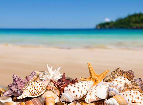 Caribbean seashell over wavy white sand beach . Copy space for your text.