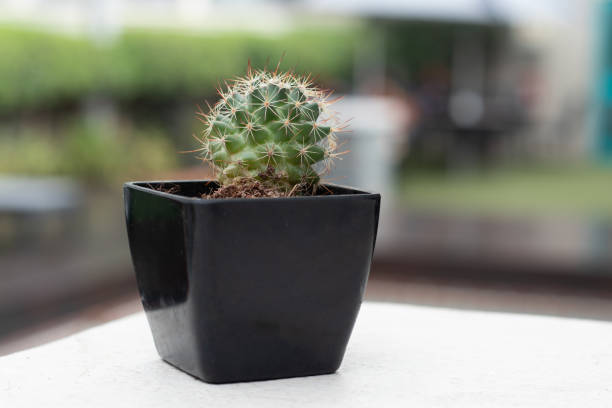 Succulent plant in a black flower pot