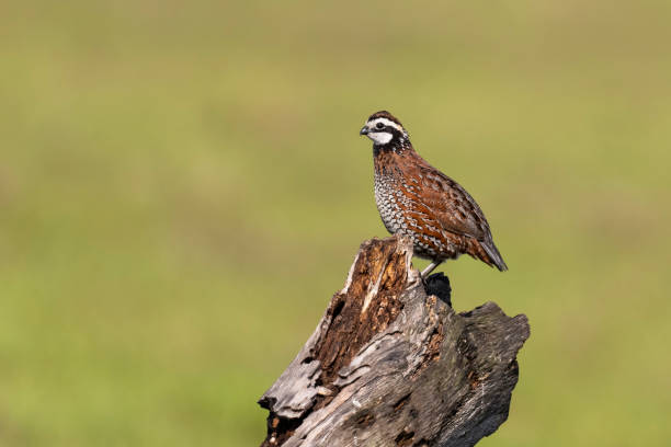Northern bobwhite quail, colinus virginianus. Male bird in springtime in Florida.