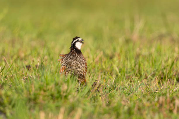 istock Northern bobwhite quail, male bird 1509628723