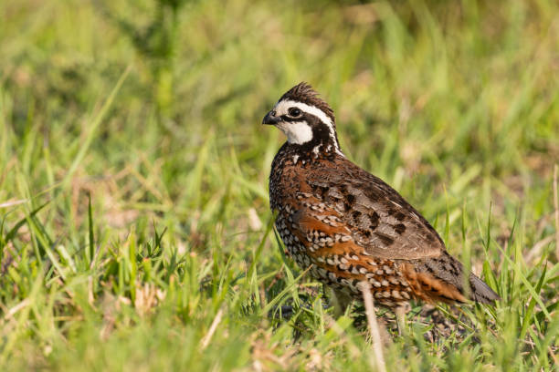 Northern bobwhite quail, colinus virginianus. Male bird in springtime in Florida.