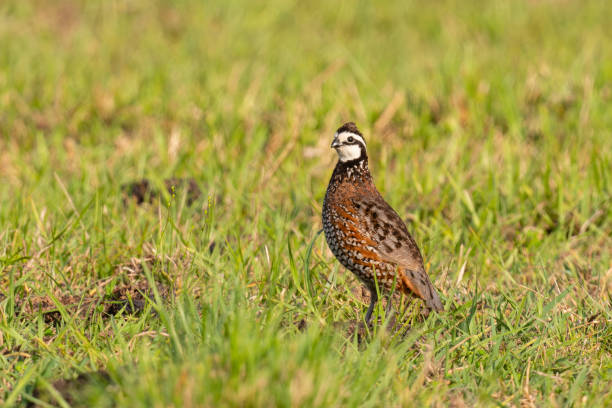 istock Northern bobwhite quail , male bird 1509628732