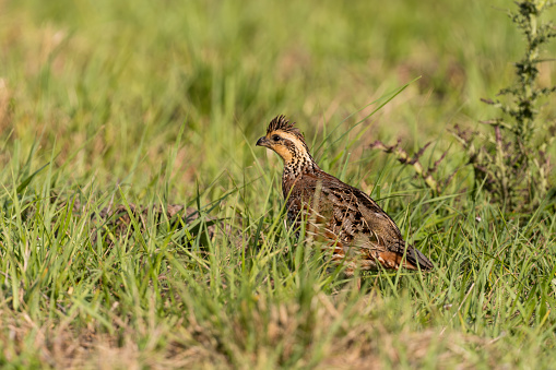 Northern bobwhite quail, colinus virginianus. Female bird in springtime in Florida.