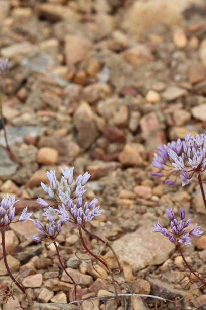 istock Allium Parryi Bloom - San Bernardino Mtns - 061223 1509630941