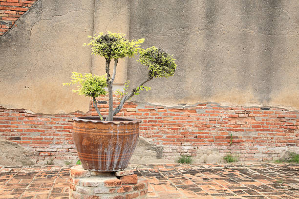 istock Tree on a dirty flower pot near brickwall 150963247