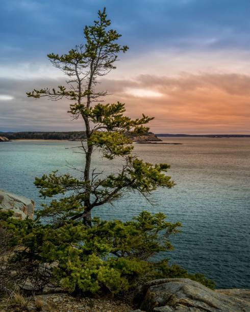 istock Tree standing on a rocky hillside, overlooking a tranquil lake below 1509638798