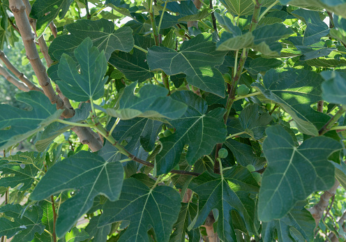 green fig leaves, there are branches and figs