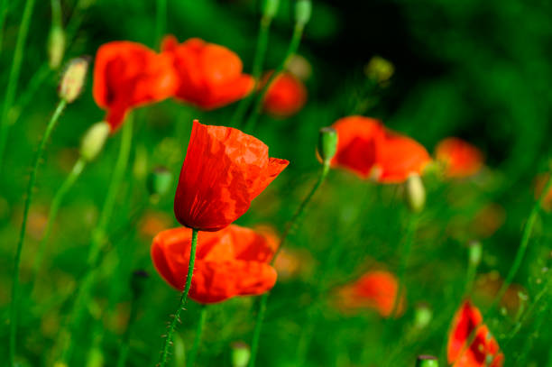 Poppy field at sunset with beautiful red flowers. Nature background.