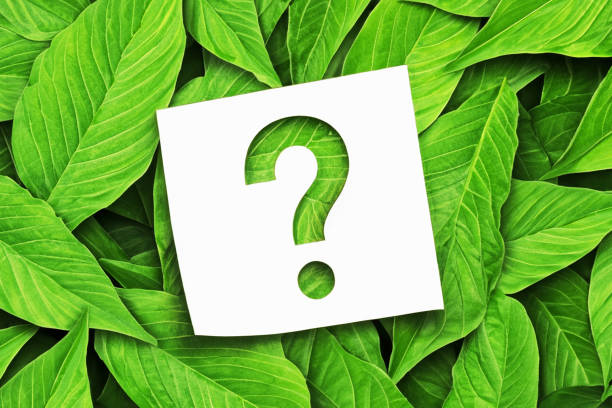 istock Note paper with question mark on green leaves background 1509645912