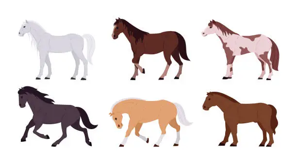 Vector illustration of Domestic horses. Cartoon thoroughbred graceful farm or ranch animals flat vector illustration set. Horses collection