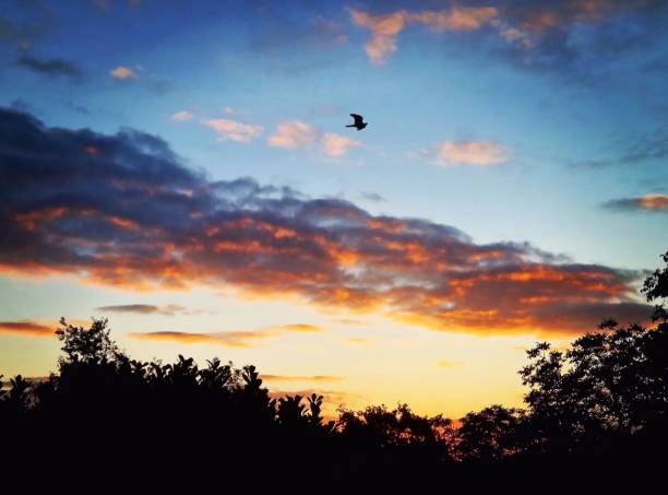 istock Clouds in fire and bird in flight at sunset 1509668292