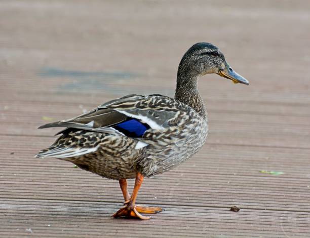 istock Mallard duck perched on a wooden deck with its bright yellow feet in full view 1509670880