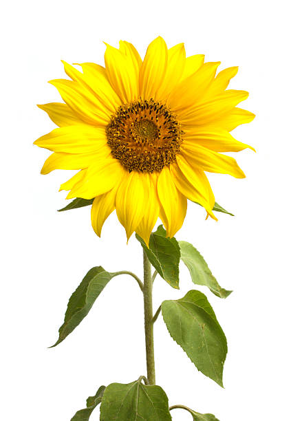 istock Yellow sunflower isolated on white 150967574