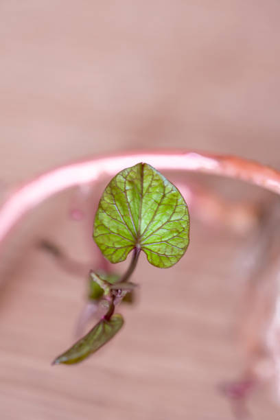 Seed of sweet potato plant in full germination process