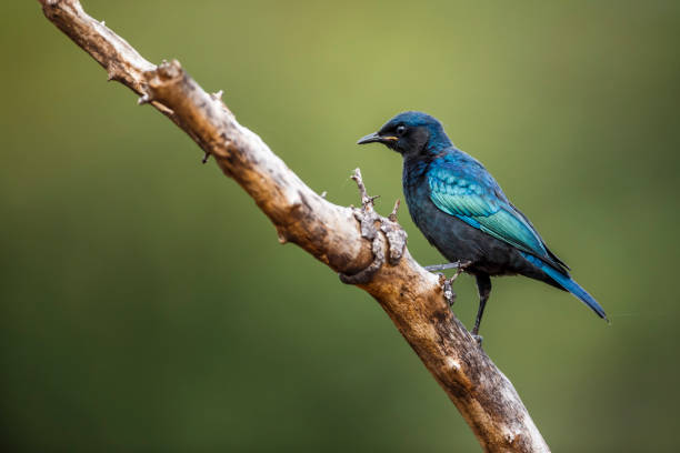 cape glossy starling in krüger nationalpark, südafrika - greater blue eared glossy starling stock-fotos und bilder