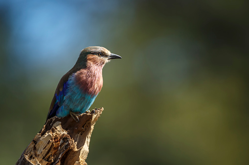 Lilac breasted roller standing on a log isolated in natural background in Kruger National park, South Africa ; Specie Coracias caudatus family of Coraciidae
