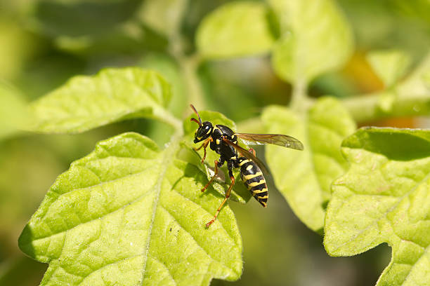 istock Paper wasp in green leaves closeup 150968775