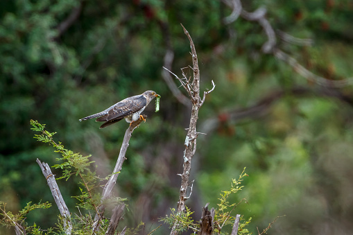 African Cuckoo with caterpillar prey in Kruger National park, South Africa ; Specie Cuculus gularis family of Cuculidae