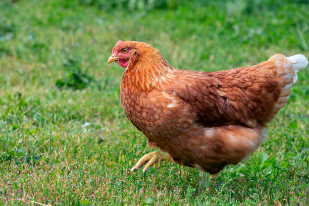istock A red-haired laying hen on the loose in a grassy field 1509700925
