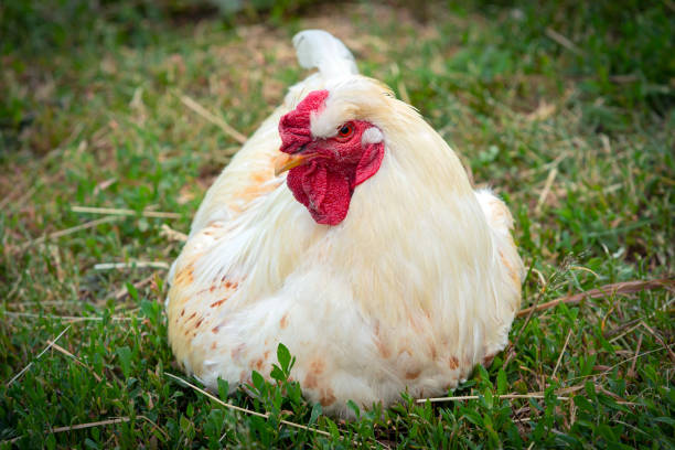 istock A white rooster walks around the village 1509702029
