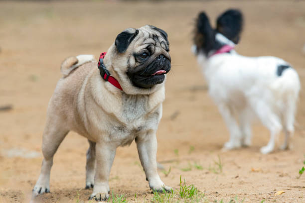 istock Funny pug is playing on the sandy lawn 1509702655