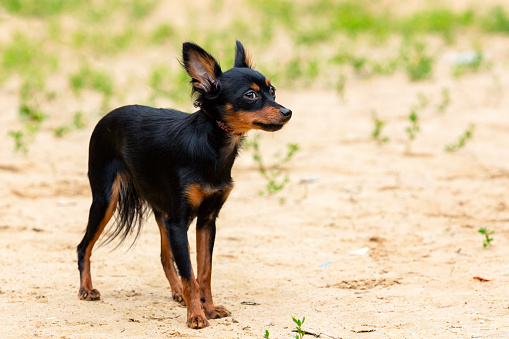 The Russian Toy is a very small breed of dog bred in Russia from the English Toy Terrier.
